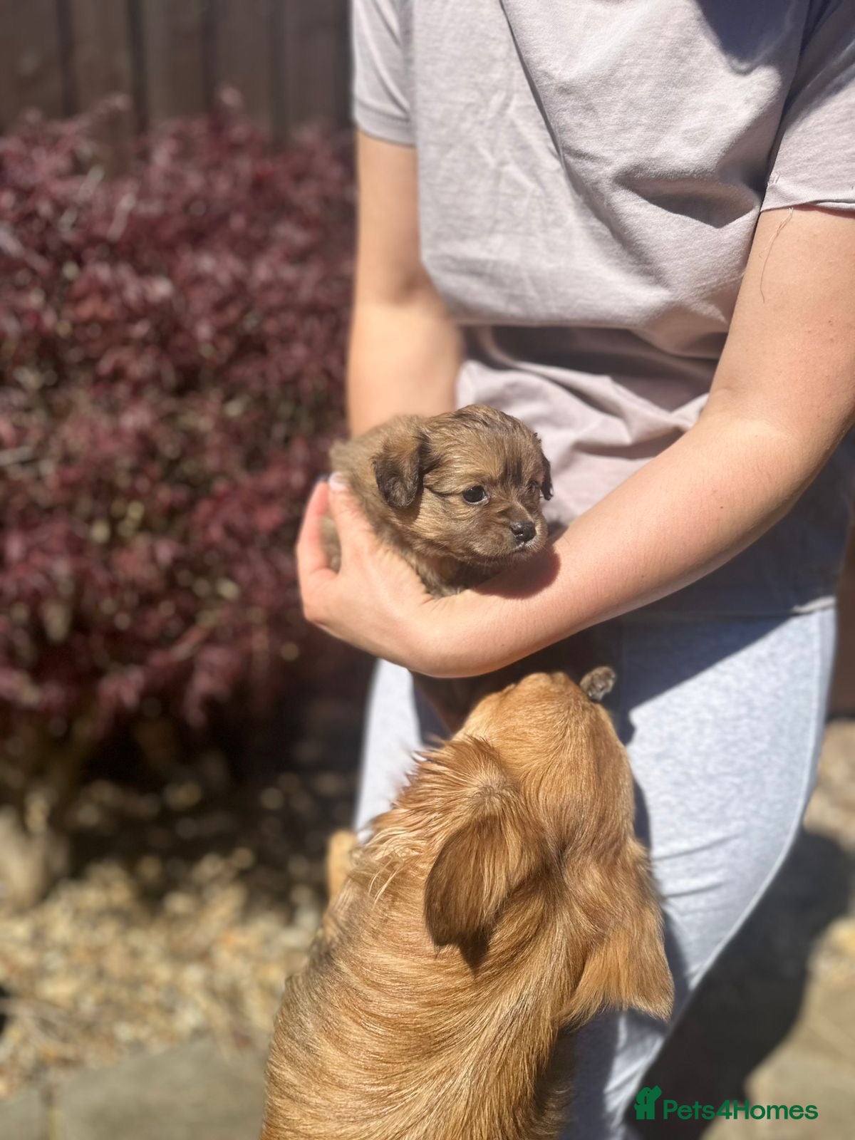 Pomchi dogs 💎 Luxury Teddy Bear Pomeranian Mix Puppies  - Advert 2