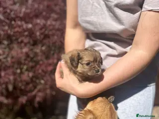 Pomchi dogs 💎 Luxury Teddy Bear Pomeranian Mix Puppies - Advert 2