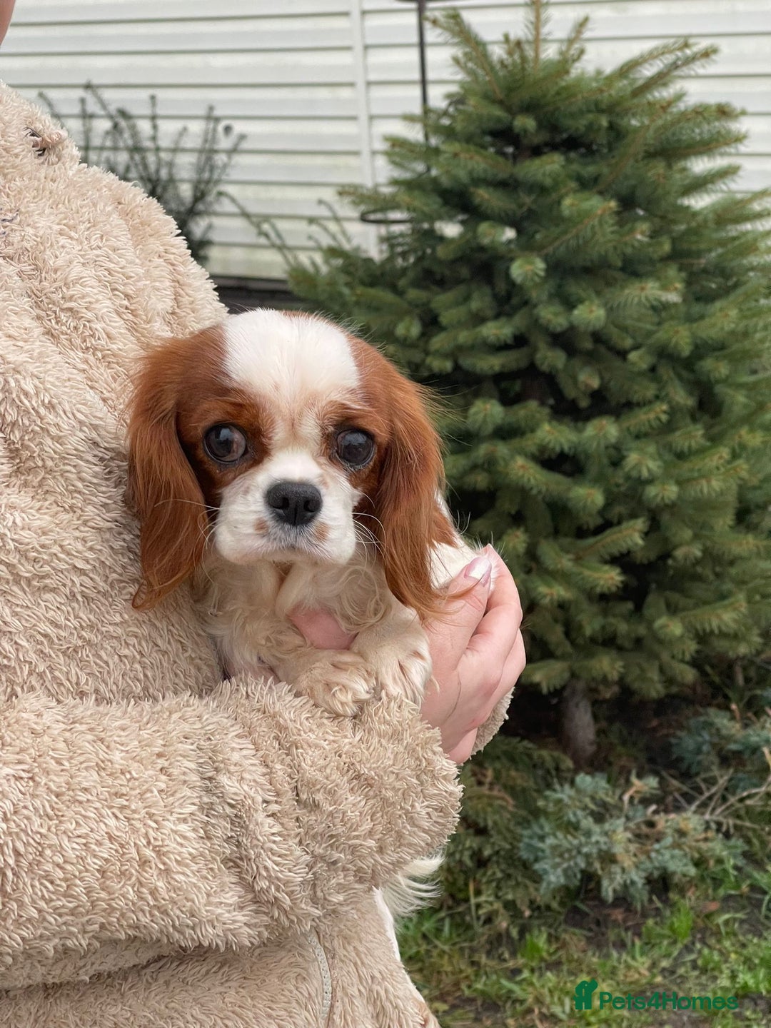 Cavalier King Charles Spaniel dogs for adoption: NOVA – Cavalier King Charles Spaniel (Female) - Advert 2