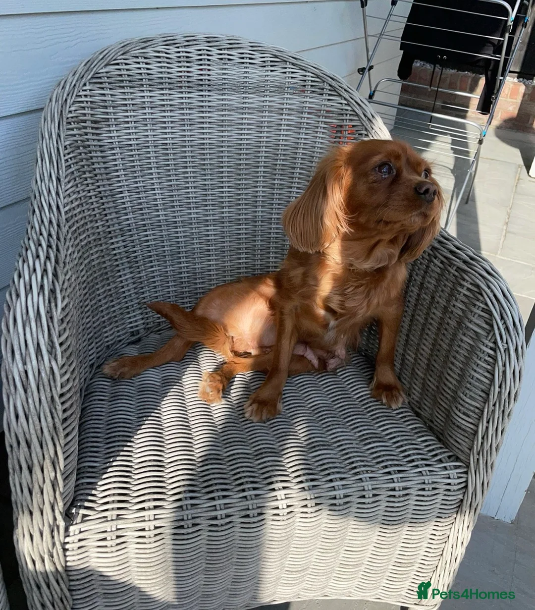 Cavapoo dogs for sale: 7 cavapoo puppy’s for sale 1 girl 6 boys  - Advert 2