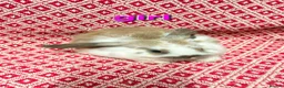 Mini Lop rabbits for sale: Stunning pure bred mini lop rabbits in Sheffield - Advert 4