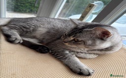 British Shorthair cats for sale: Beautiful BSH female kitten 11 weeks  - Image 5