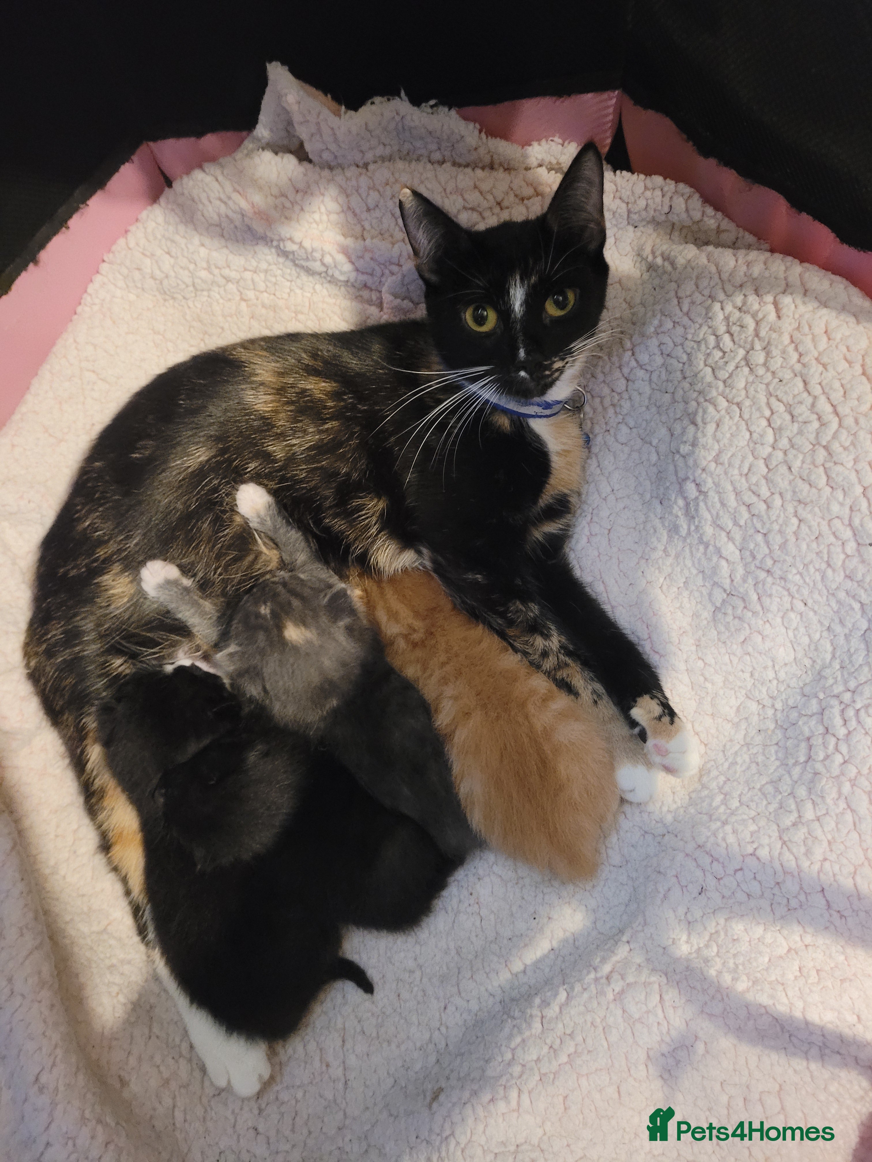 Mixed Breed cats 2 beautiful kittens left to be reserved  - Advert 22