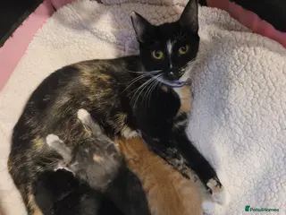 Mixed Breed cats 2 beautiful kittens left to be reserved - Advert 22