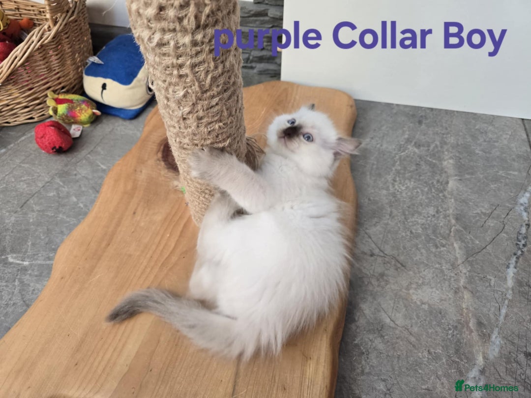 Ragdoll cats for sale: Beautiful ragdoll kittens - Image 20