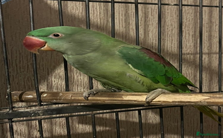Parakeets birds - Advert 16