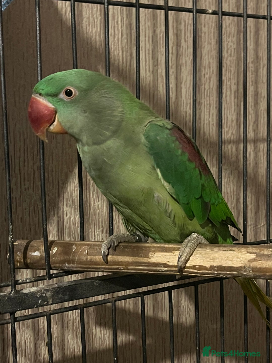 Parakeets birds for sale: Alexandrines for sale - Image 1