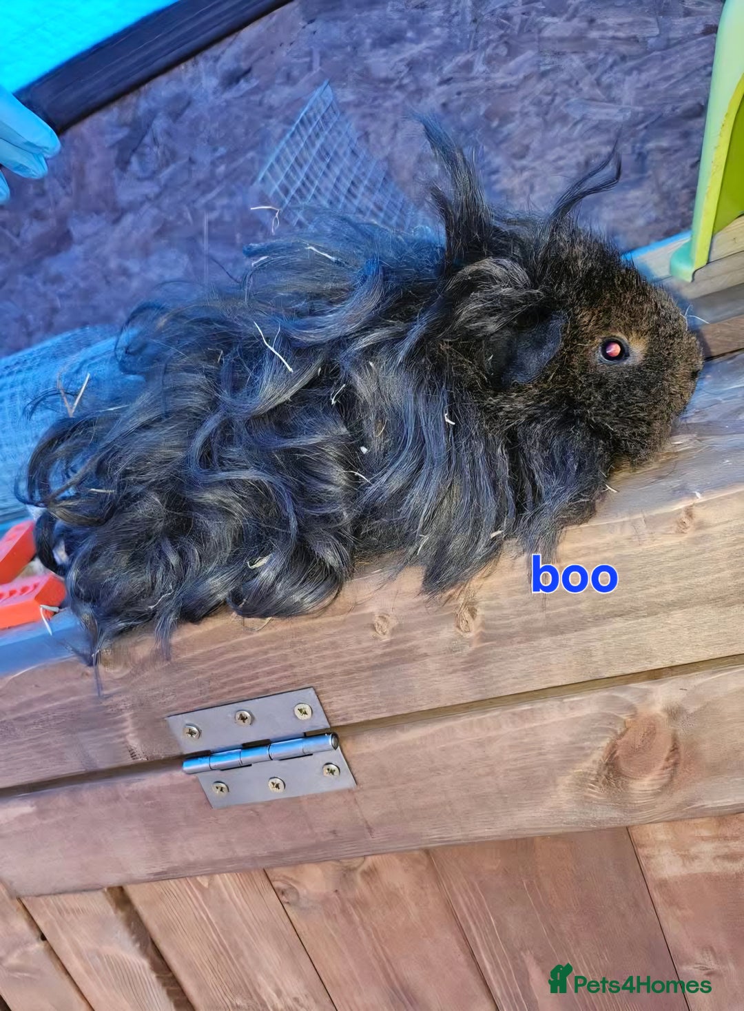 Guinea Pig rodents for sale: Lunkarya - Advert 10