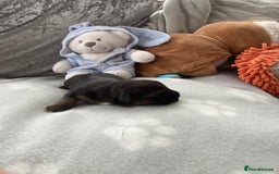 Jack Russell dogs for sale: Traditional jack Russell pups  - Image 2