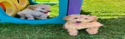 Goldendoodle dogs for sale: Stunning Goldendoodle Puppies - Advert 4