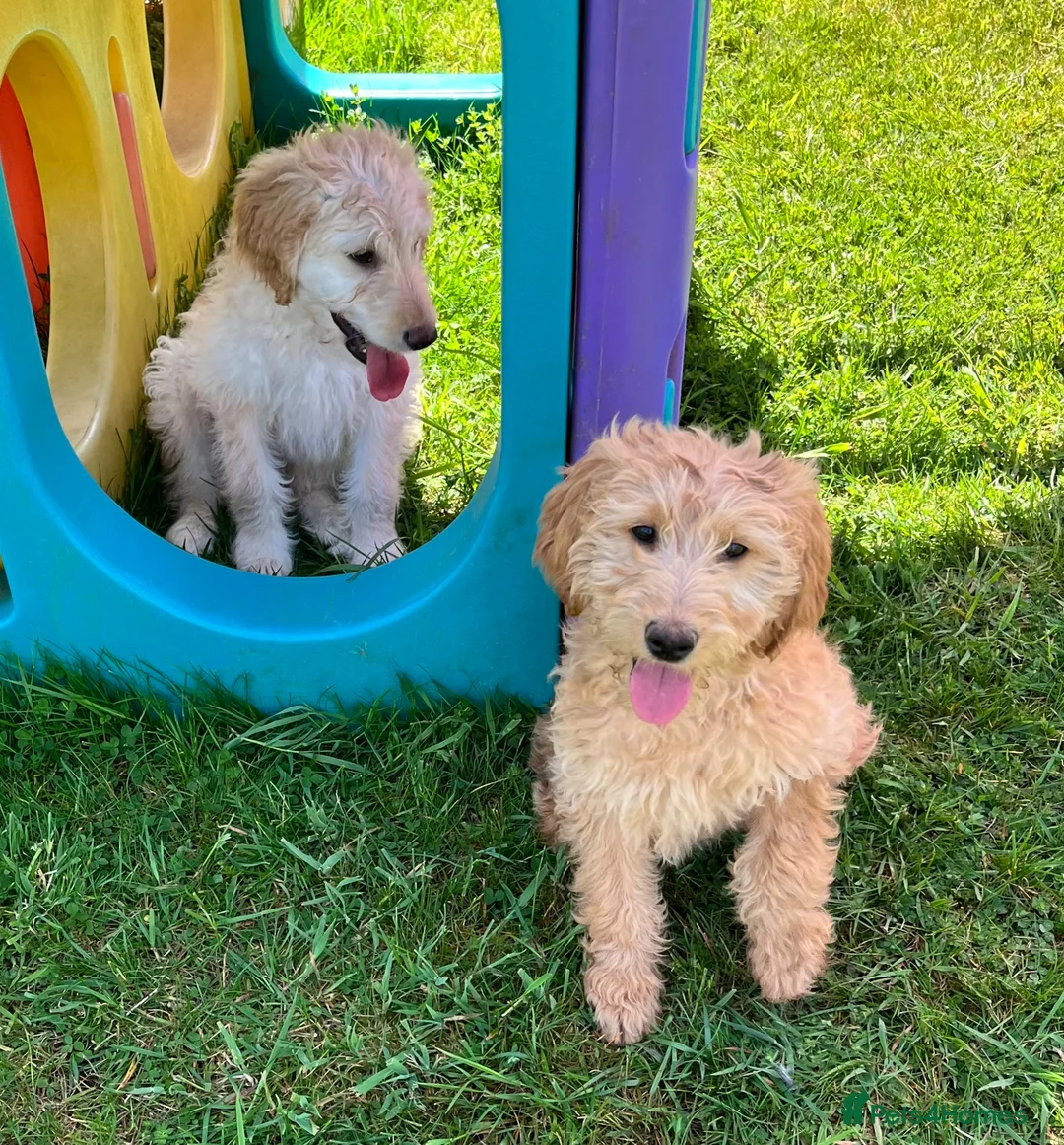 Goldendoodle dogs for sale: Stunning Goldendoodle Puppies - Advert 1