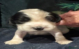 Cocker Spaniel dogs for sale: KC show cocker puppies black white blue roan - Image 18