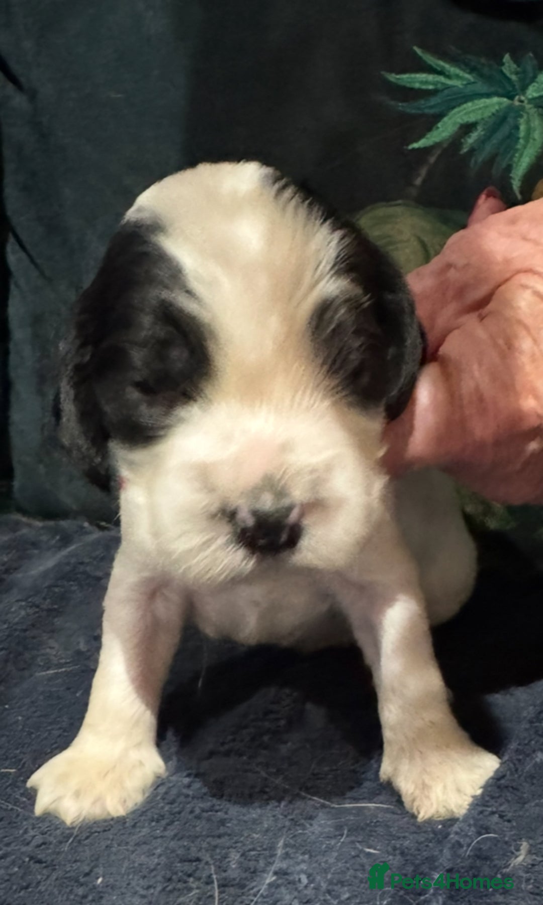 Cocker Spaniel dogs for sale: KC show cocker puppies black white blue roan - Image 18