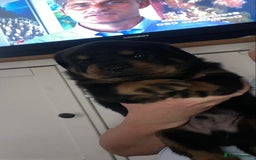 Rottweiler dogs for sale: Beautiful litter of 6 boys - Image 23