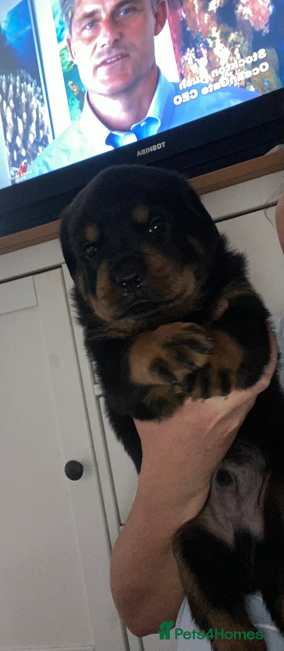 Rottweiler dogs for sale: Beautiful litter of 6 boys - Image 23