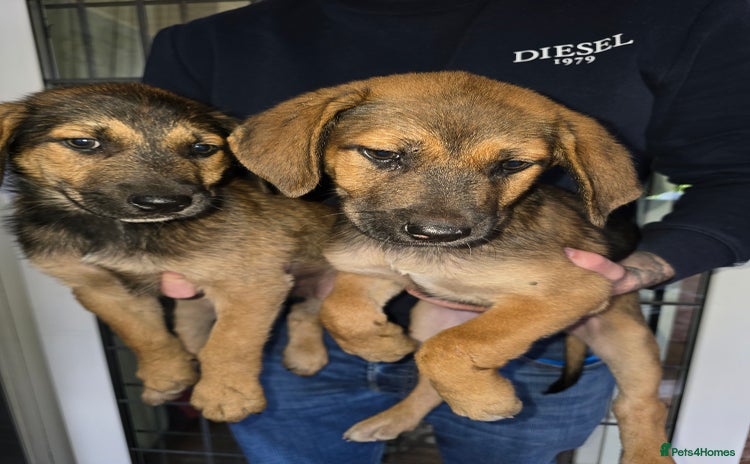 German Shepherd dogs - Advert 13