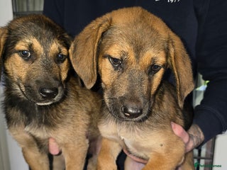 German Shepherd dogs - Advert 19