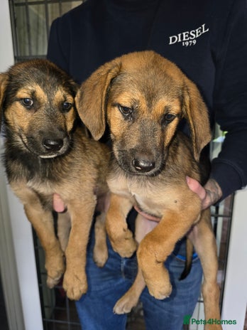 German Shepherd dogs - Advert 13