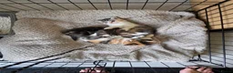 Mixed Breed cats for sale: Kittens for sale - Advert 4