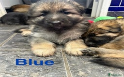 German Shepherd dogs for sale: KC Registered German Shepherd Puppies - Image 16