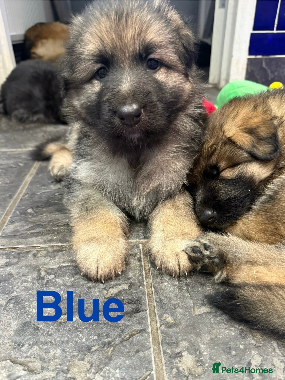 German Shepherd dogs for sale: KC Registered German Shepherd Puppies - Image 16