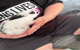 Mixed Breed rabbits for sale: 2 girls and 1 boy baby rabbits available  - Image 3