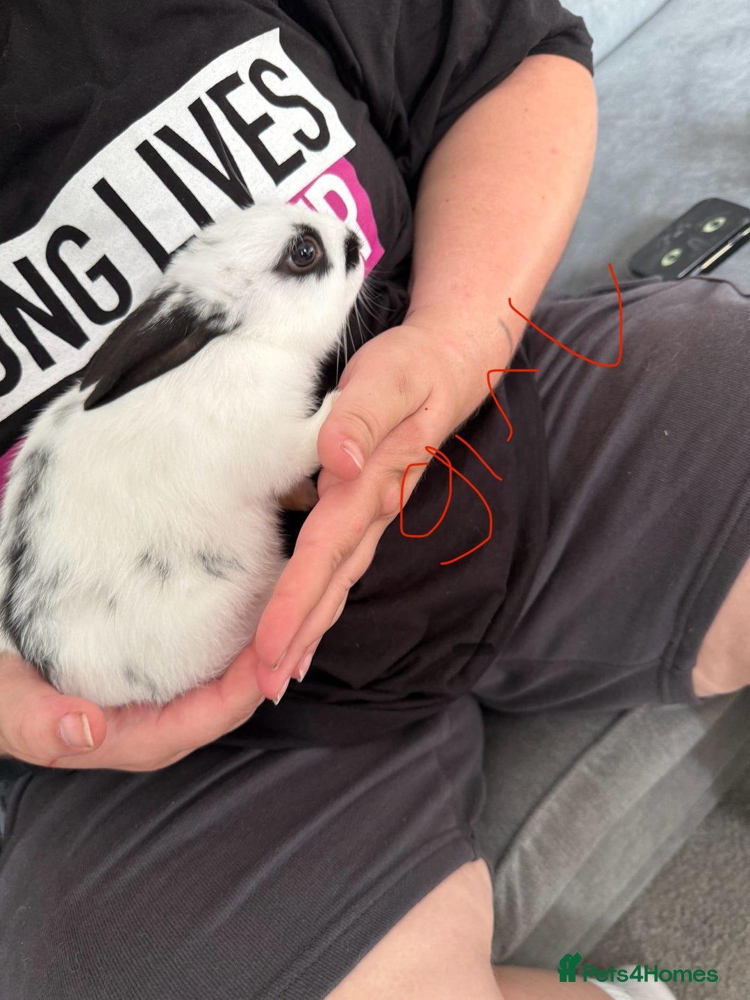 Mixed Breed rabbits for sale: 2 girls and 1 boy baby rabbits available  - Image 3
