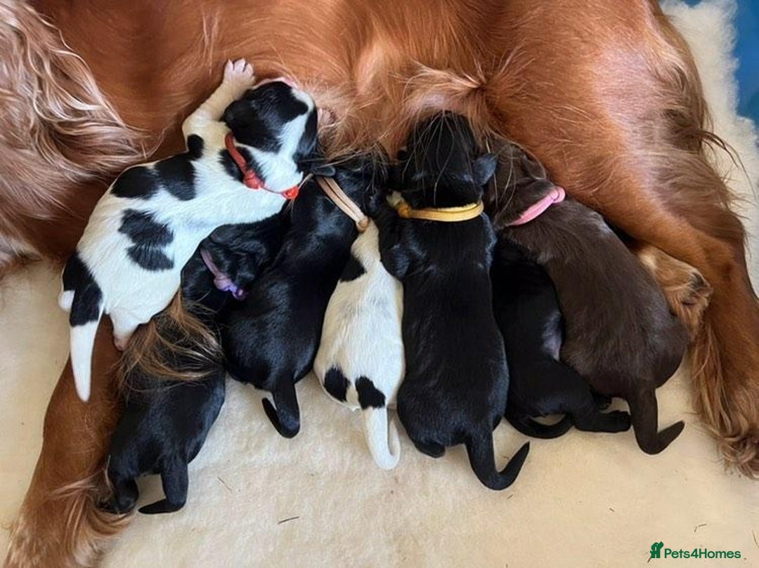 Cocker Spaniel dogs for stud: Extensively Health Tested KC Cocker - WELL PROVEN in Lincoln - Image 14