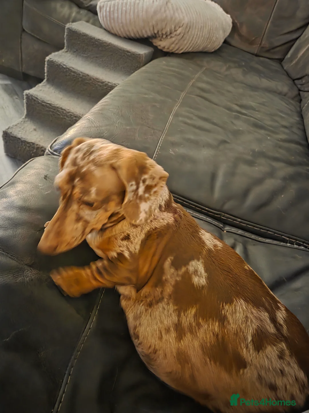 Miniature Dachshund dogs for sale: Puppies in Wirral - Advert 1