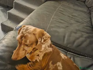 Miniature Dachshund dogs Puppies in Wirral - Advert 13