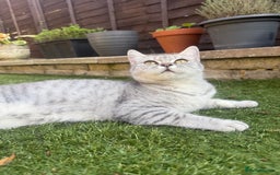 British Shorthair cats for sale: British Shorthair Girl Full of Personality! - Image 7