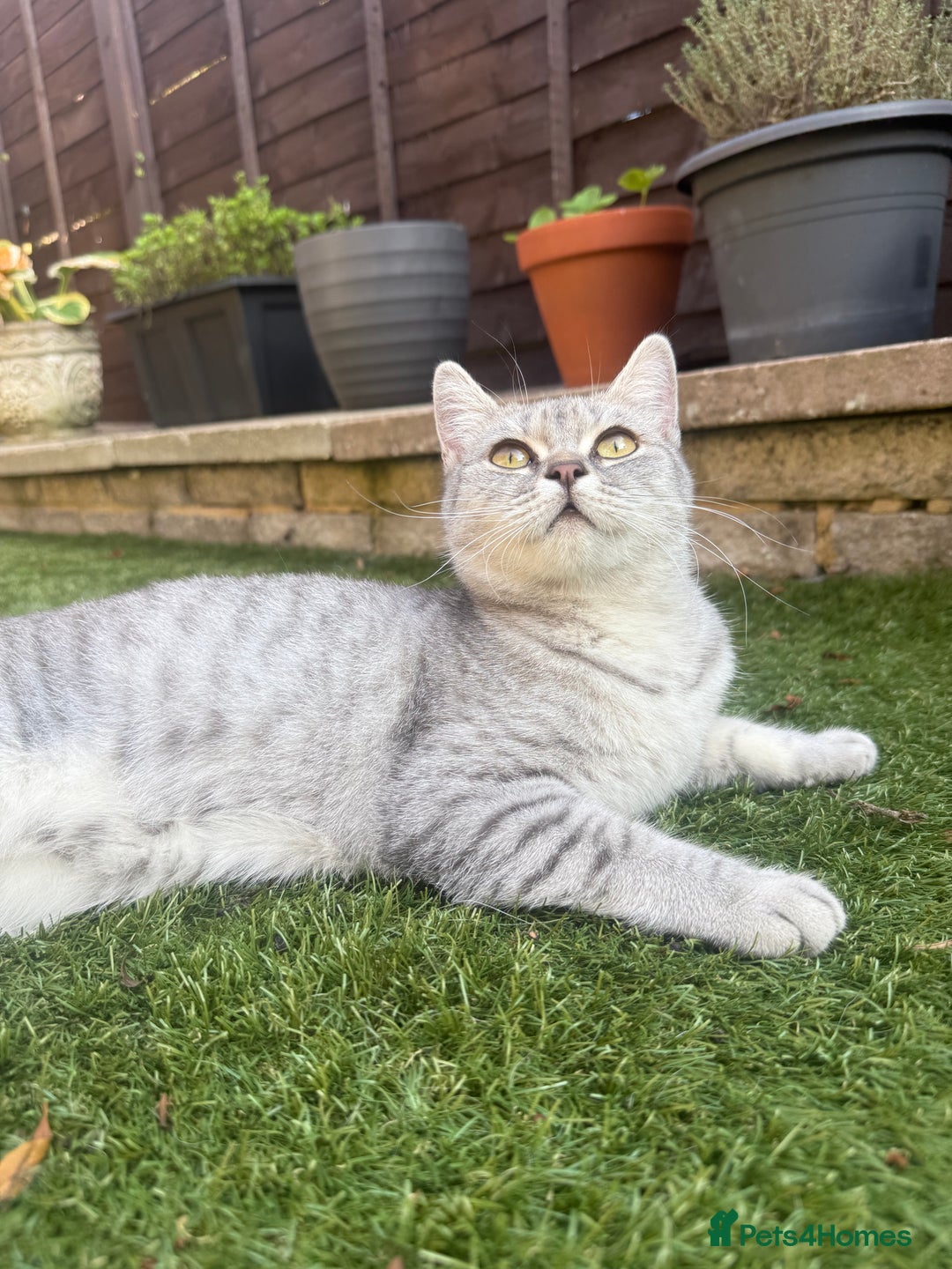 British Shorthair cats for sale: British Shorthair Girl Full of Personality! - Image 7