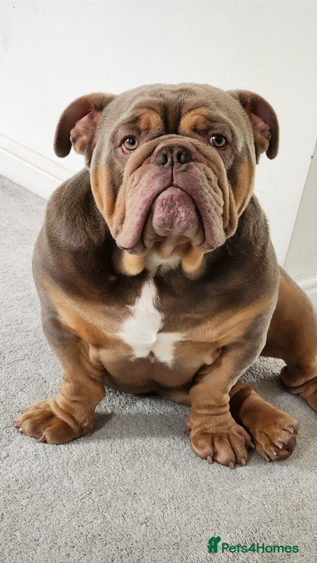 English Bulldog dogs for sale: Beautiful 2 year old intact Male - Advert 2