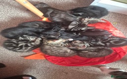 Mixed Breed cats for sale: Kittens for sale - Image 5