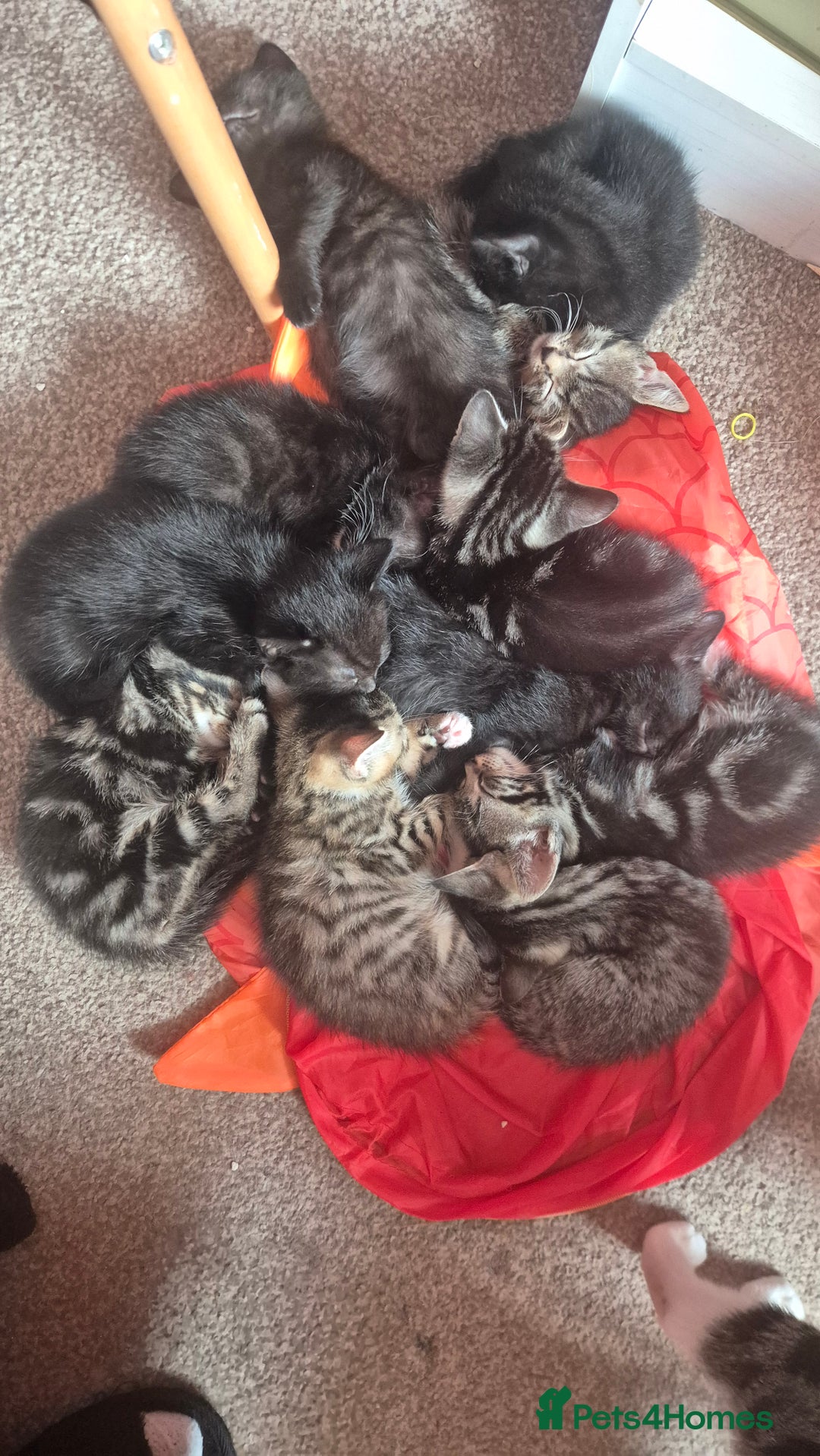 Mixed Breed cats for sale: Kittens for sale - Image 5