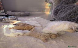 Maltipoo dogs for sale: Quality At it's Finest. From Ch Parents Multipoo - Image 9