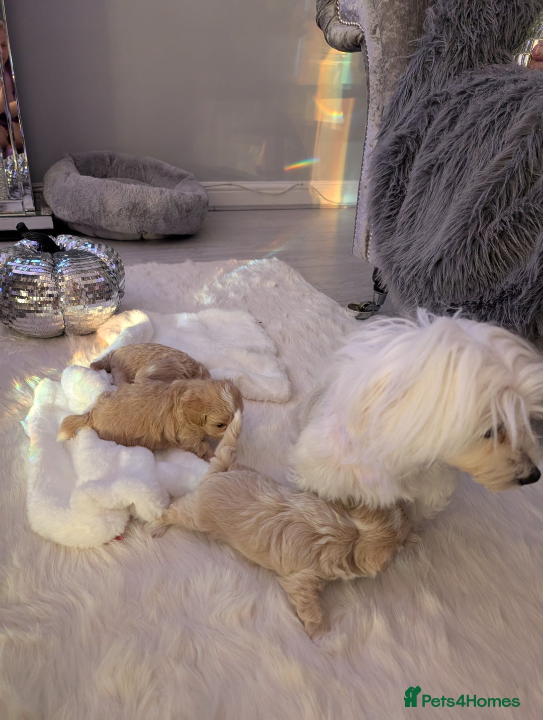 Maltipoo dogs for sale: Quality At it's Finest. From Ch Parents Multipoo - Image 9