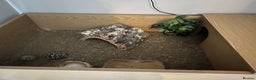 Tortoise reptiles for sale: Tortoise and housing for sale  - Advert 2