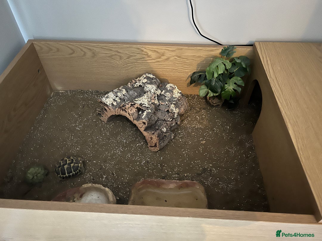 Tortoise reptiles for sale: Tortoise and housing for sale  - Advert 2