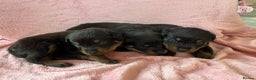 Rottweiler dogs for sale: 🤎🖤🦍 KC REGISTERED 5 ⭐️ BREEDER - Advert 18