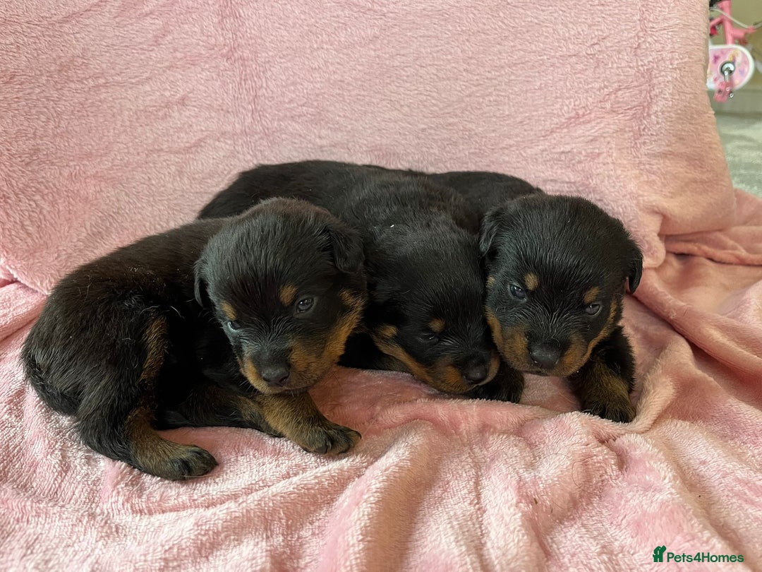 Rottweiler dogs for sale: 🤎🖤🦍 KC REGISTERED 5 ⭐️ BREEDER - Advert 18