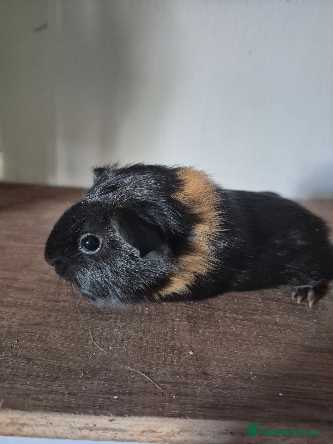 Guinea Pig rodents for sale: Piggies ready to go! - Image 10