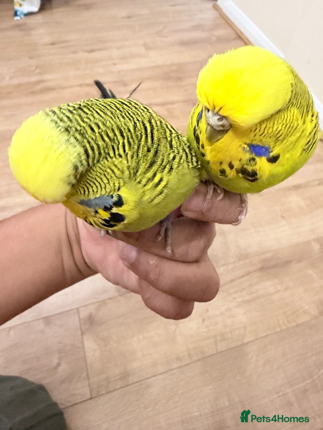 Budgerigars birds for sale: Budgies with cage - Advert 6