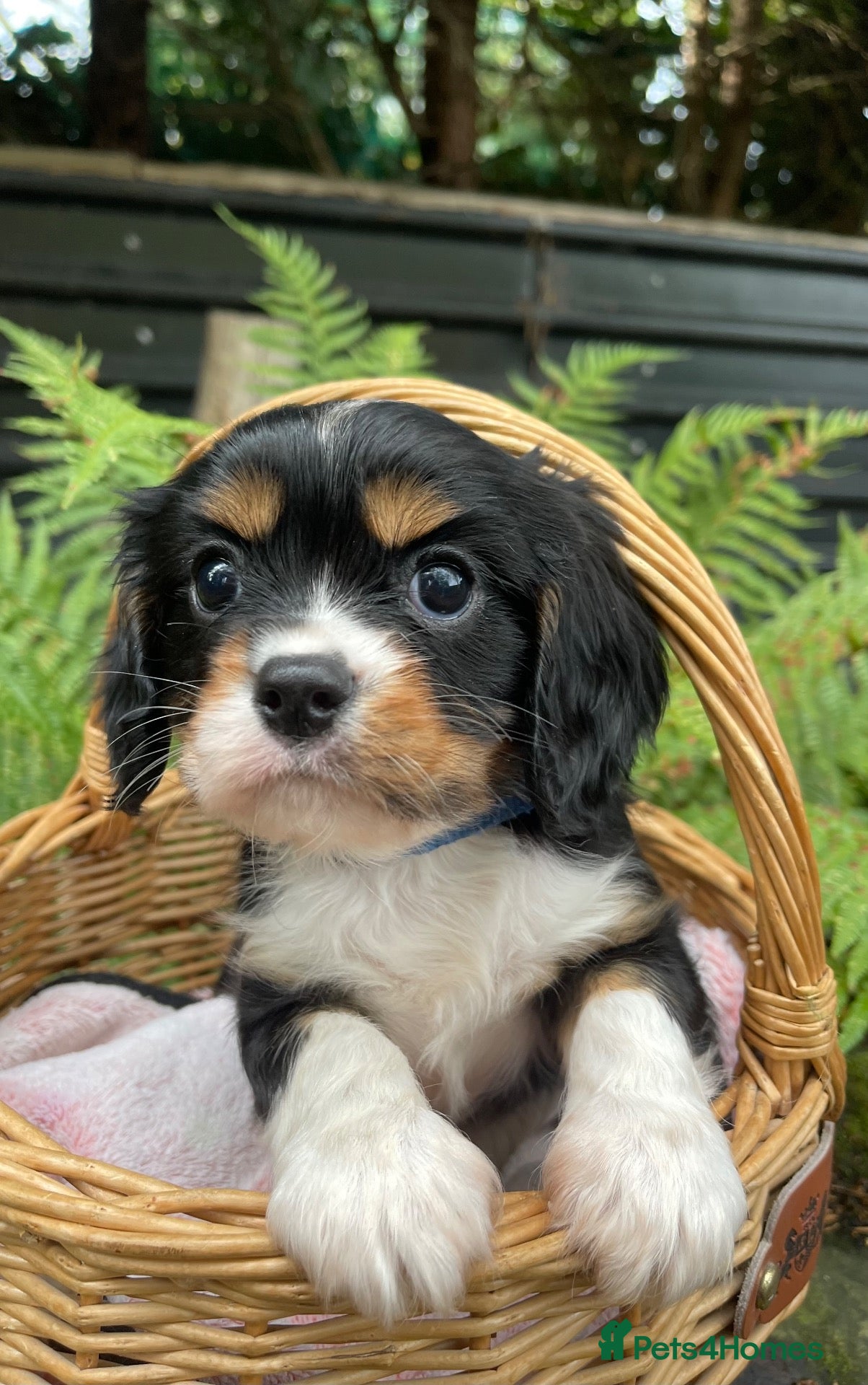 Cavalier King Charles Spaniel dogs for sale: Adorable RKC registered Health tested parents  - Advert 1