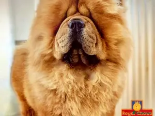 Chow Chow dogs HOGAN VERY WELL PROVEN STUD in Cheltenham - Advert 6