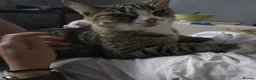 Mixed Breed cats for sale: 2 Mixed Breed Cats in Dunstable - Advert 9