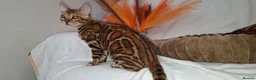 Bengal cats for sale: Stunning Bengal Kittens  - Advert 2