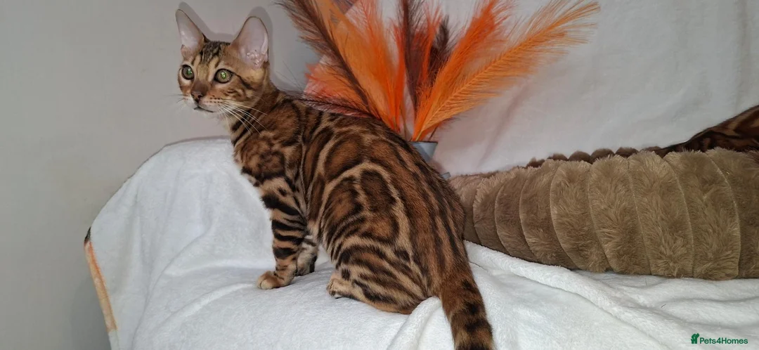 Bengal cats for sale: Stunning Bengal Kittens  - Advert 2