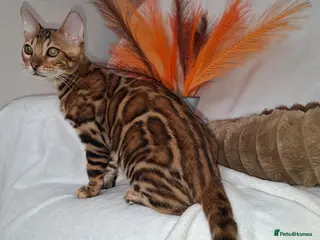 Bengal cats Stunning Bengal Kittens - Advert 6
