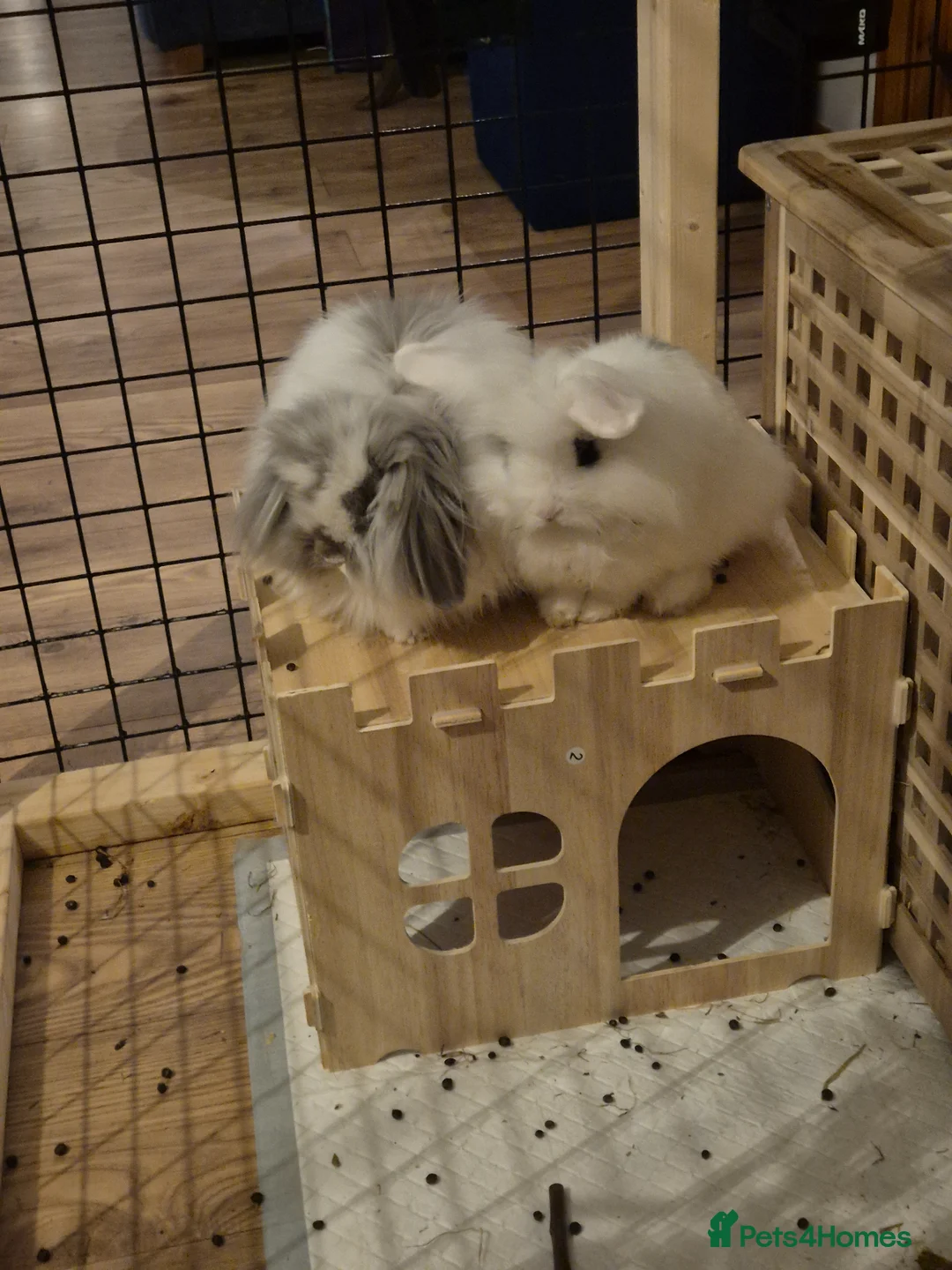 Mini Lion Lop rabbits for sale: Double mane lion mini lop doe in Plymouth - Advert 5